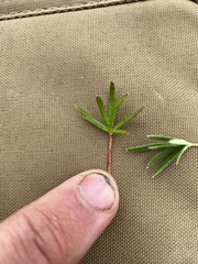 Potentilla biflora