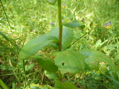 Hylotelephium maximum maximum