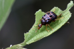 Agomadaranus