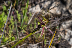 Caladenia conferta