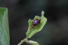 Agomadaranus