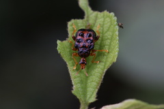 Agomadaranus