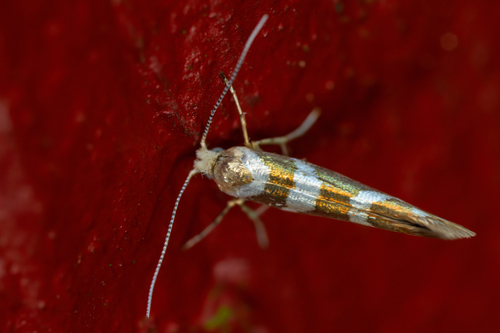 Alksninė Sidabrakandė nuotrauka