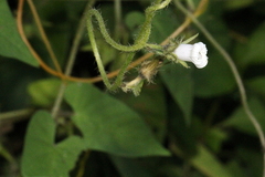 Ipomoea plebeia