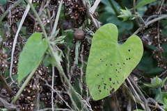 Ipomoea plebeia