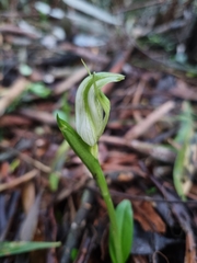 Pterostylis alpina