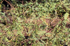 Ipomoea plebeia