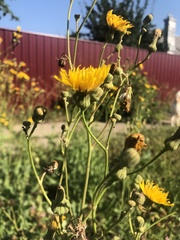 Sonchus arvensis uliginosus