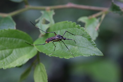 Toxorhynchites splendens