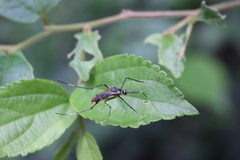 Toxorhynchites splendens