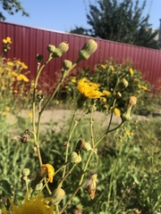 Sonchus arvensis uliginosus