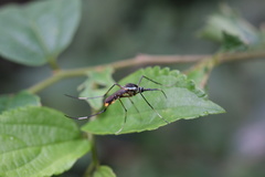 Toxorhynchites splendens