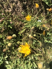 Sonchus arvensis uliginosus