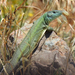 Cycladic Green Lizard - Photo (c) Siegfried Troidl, some rights reserved (CC BY-NC), uploaded by Siegfried Troidl