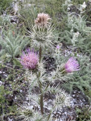 Cirsium eatonii clokeyi