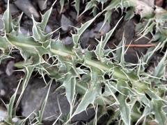 Cirsium eatonii clokeyi