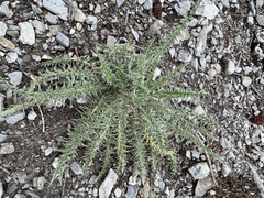 Cirsium eatonii clokeyi