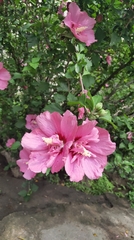 Hibiscus syriacus