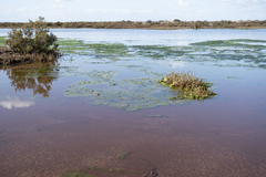 Percursaria percursa