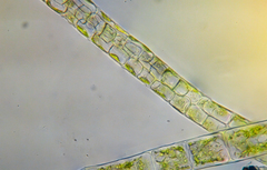 Percursaria percursa