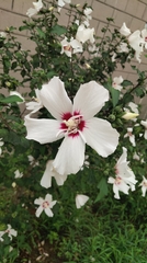 Hibiscus syriacus
