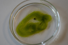 Percursaria percursa