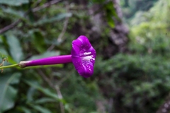 Ipomoea caudata
