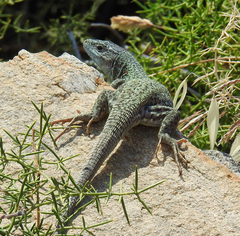Lacerta citrovittata