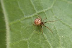 Steatoda triangulosa