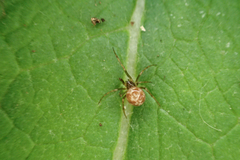 Steatoda triangulosa