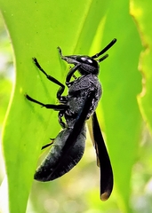 Allorhynchium argentatum