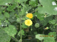 Abutilon indicum