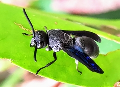 Allorhynchium argentatum