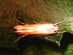 Polyhymno pontifera
