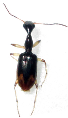 Eucolliuris