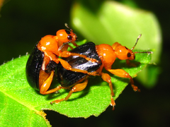 Tomapoderus ruficollis