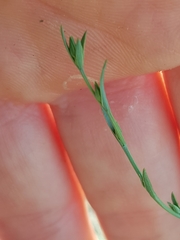 Bupleurum tenuissimum