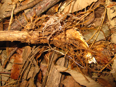 Clematis heracleifolia