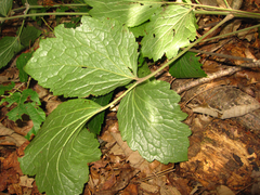 Clematis heracleifolia