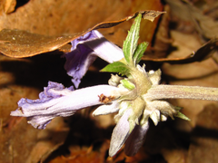 Clematis heracleifolia