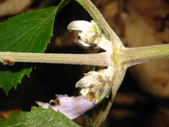 Clematis heracleifolia
