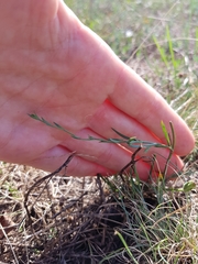 Bupleurum tenuissimum