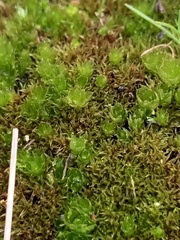 Bryum caespitosum