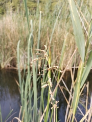 Schoenoplectus triqueter