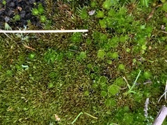 Bryum caespitosum