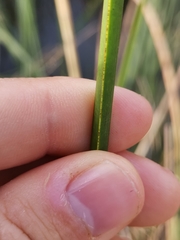 Schoenoplectus triqueter