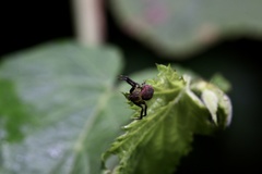 Pycnaxis