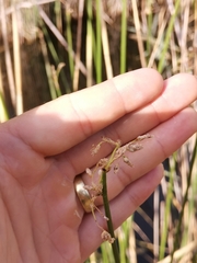 Schoenoplectus triqueter