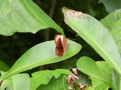 Abisara saturata