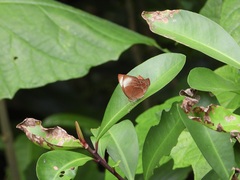 Abisara saturata